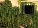 Overgrown.